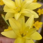 Grain Shoppawarisa Home'Buadin profile icon