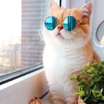 Istiqomah Yonico profile icon