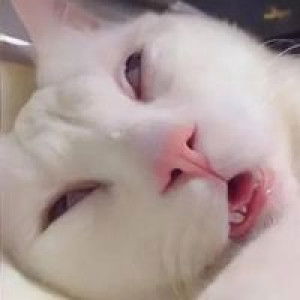 Bum'm Bim'm Zii'i profile icon