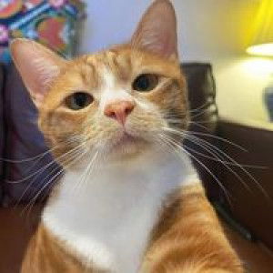 แอ๋ม มมม. profile icon