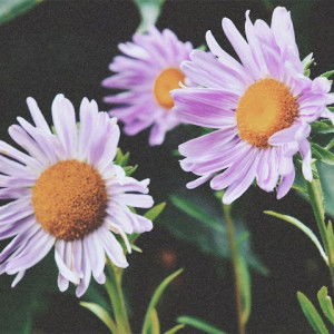 Farafairyy • profile icon