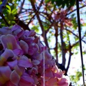 Meriam Pandita Wakate profile icon