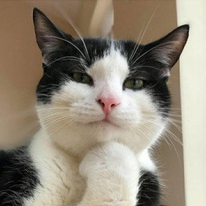 Chocolatoss profile icon