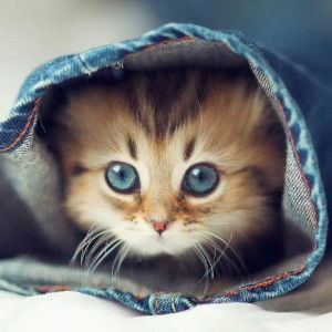 Nurul Fatinah profile icon