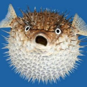 Phichayanan Ploy profile icon