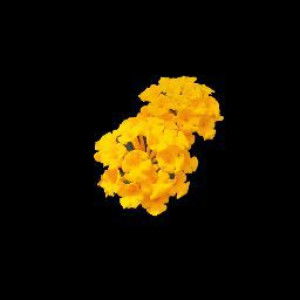 Untari Meistuti profile icon