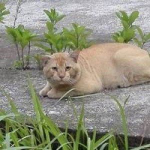 Bunga Aprilya profile icon