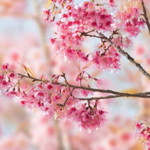 Ella Danish profile icon