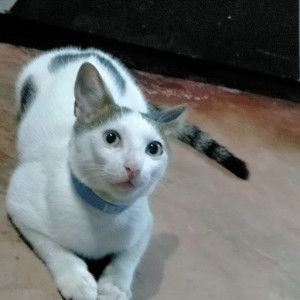 Hazel Naag profile icon