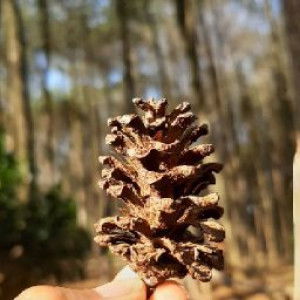 Cuan 95 profile icon