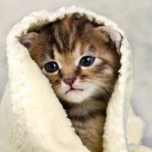 Laeni Yuliani profile icon