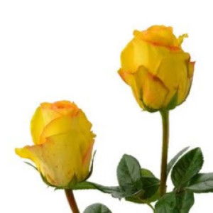 Tasya Annisa profile icon