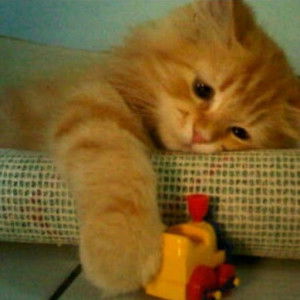 Rooza Meina profile icon