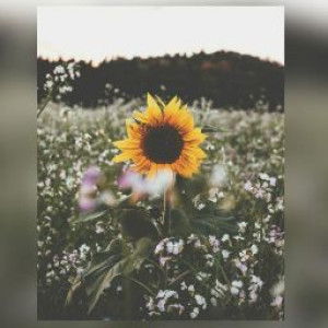 Enita Sari profile icon