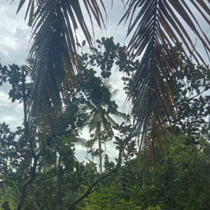 สุพาภรณ์ มูลหล้า profile icon