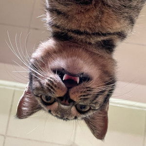 tanpa nama profile icon