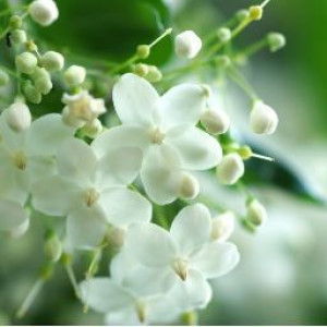 SITI FADZLIYANA profile icon