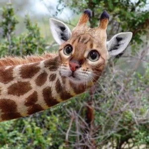 Nurul Annisa Siregar profile icon