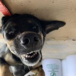 Chanisorn Ngamsuwan profile icon