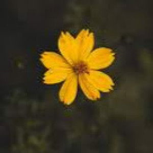 Nazliatul Azween profile icon