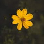 Nazliatul Azween profile icon