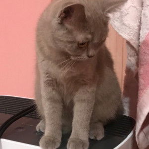 hamizatul afiqah profile icon