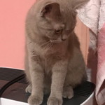 hamizatul afiqah profile icon