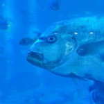 Rattanakron Maneerat profile icon