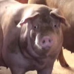 Panisa N'pt profile icon