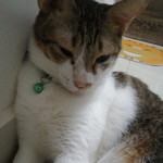 Syahera Zakaria profile icon