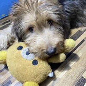 Salintip Yodkhamrue profile icon