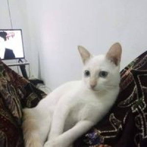 Mamee Hilmee profile icon