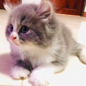 Phoemsap profile icon