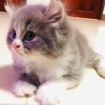 Phoemsap profile icon