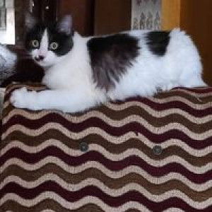 Puspita Tok profile icon