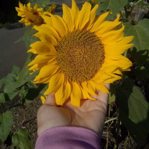 fara dillah profile icon