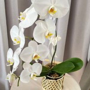 Isty Qomah Chommell profile icon