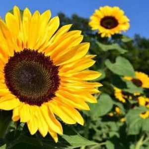 Desnita Ayu profile icon