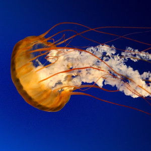 Sari Puspitaningrum profile icon