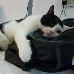 pequena yana profile icon