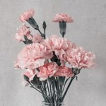 Nur Affaa profile icon