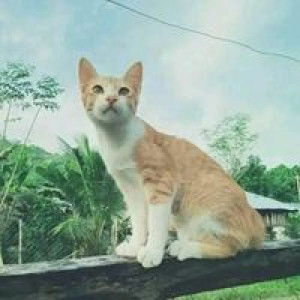 Mommy Omie profile icon