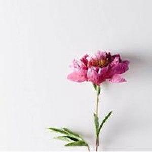 Asti Ayu profile icon