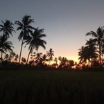 Rani Maesa profile icon