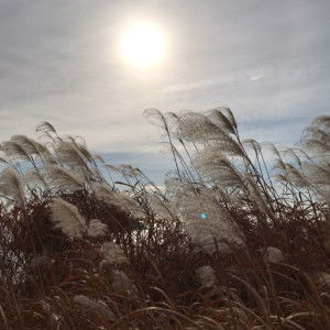 Nur Fazlin profile icon