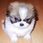 William Tan profile icon