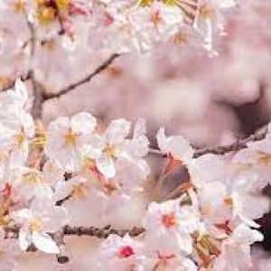 Rayna Rin profile icon