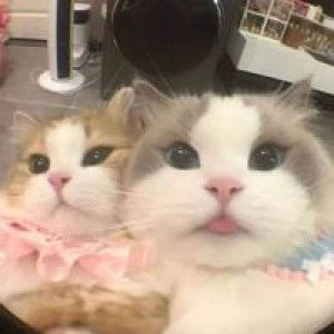 รา' พัน เซล ฯ. profile icon