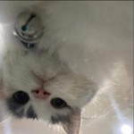 Pathumphon Phumi Lert profile icon