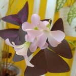 Mohd Aryan profile icon